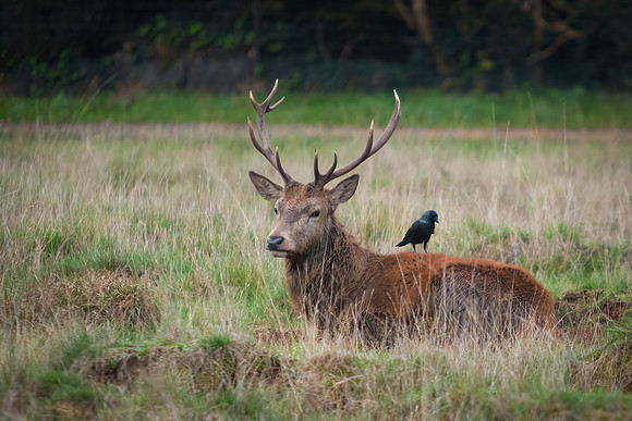 Red Deer Stag and Jackdaw