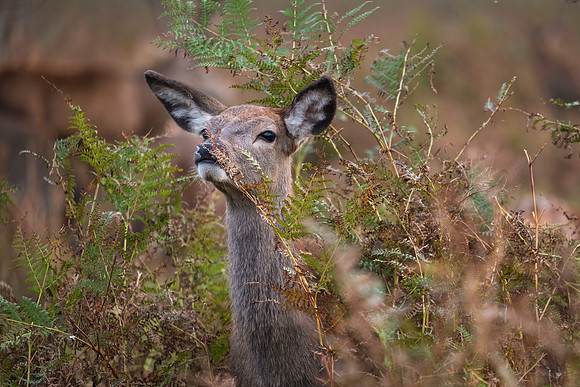 Red Deer Female -1