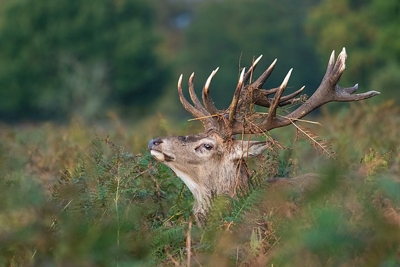 Red Deer Stag -6