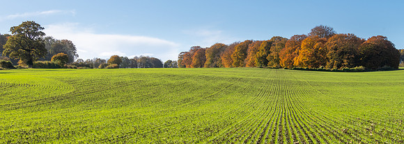 Winter Wheat