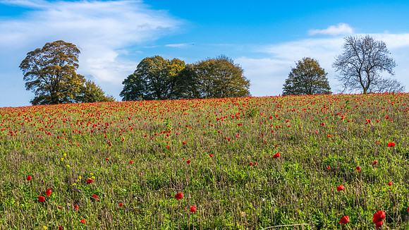 Field of Poppies