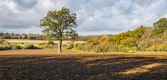 Fields -2
