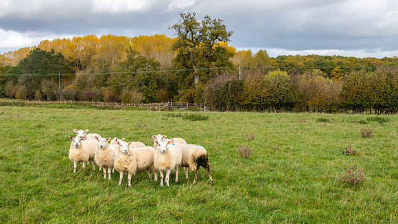 Cotswold Sheep