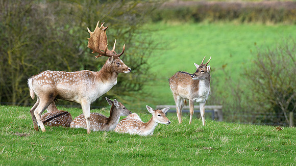 Fallow Deer -1