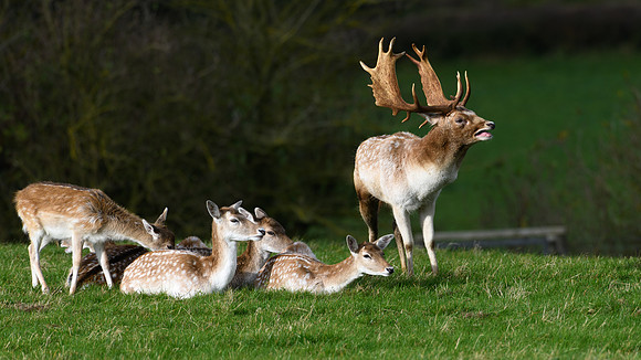Fallow Deer -2