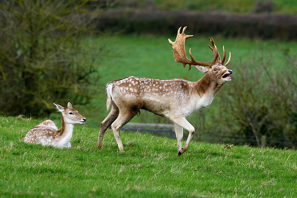 Fallow Deer -3