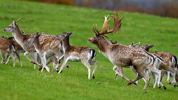 Fallow Deer -4