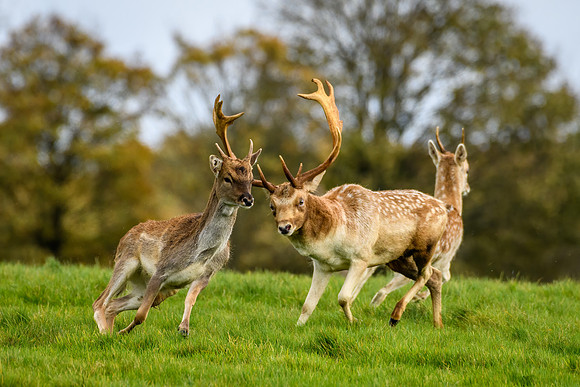 Fallow Deer -5
