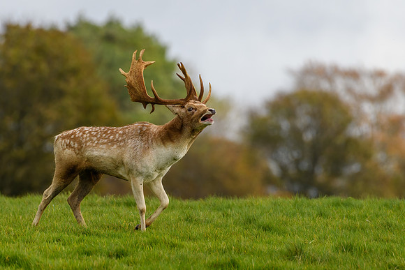 Fallow Deer -6