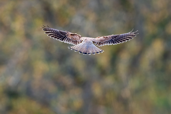 Kestrel -4