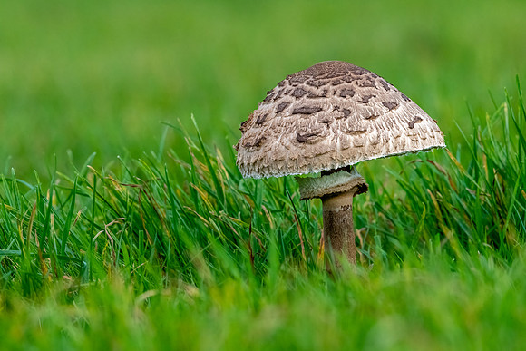 Parasol Mushroom (Macrolepiota procera) -1