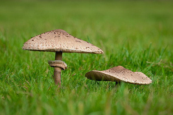 Parasol Mushroom (Macrolepiota procera) -2