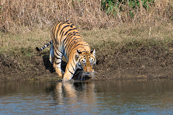 Tiger -6
