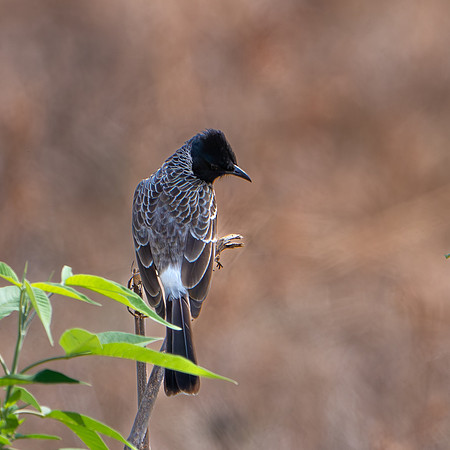 Red-vented Bulbul -2