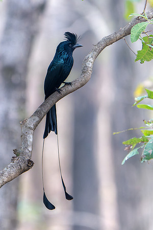 Racket-tailed Drongo -1