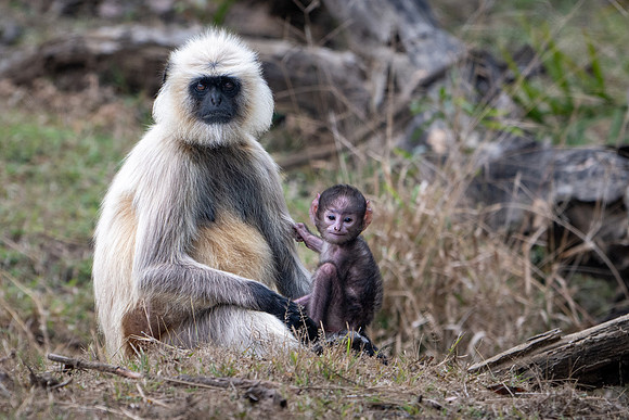 Langur Monkeys -9