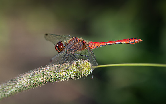 Common Darter 280824