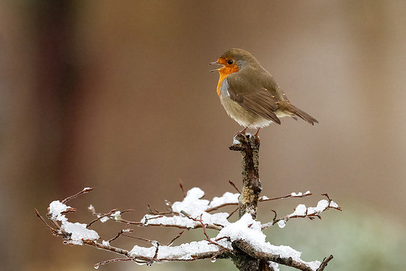 Robin-3