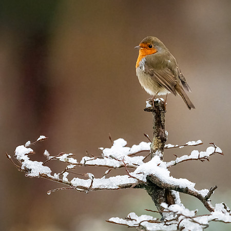 Robin-1
