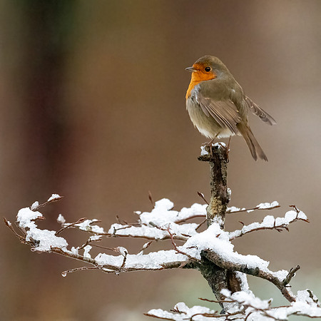 Robin-2
