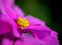 Cosmos 071024-1