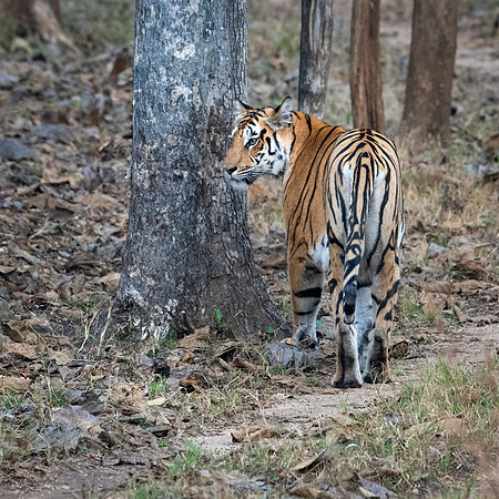 Tiger -8