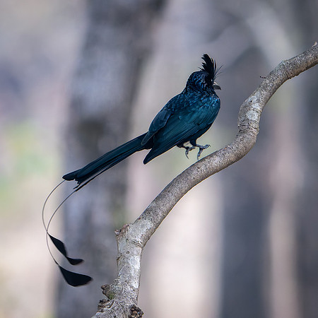 Racket-tailed Drongo -2