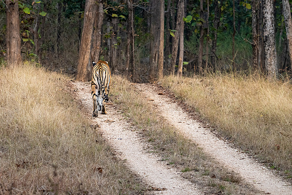 Tiger -6