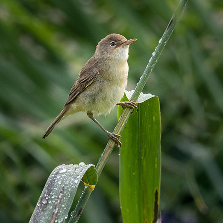 Reed Warbler -4