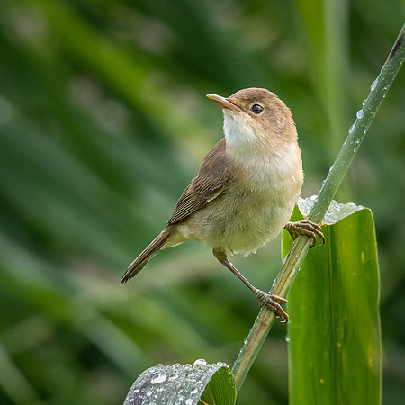 Reed Warbler -3