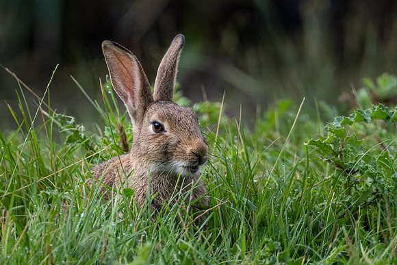 Young Rabbit