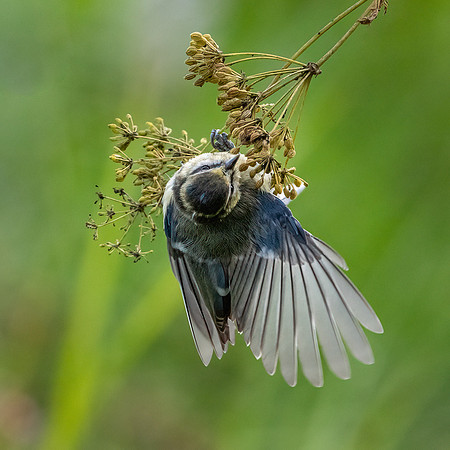 Blue Tit -2