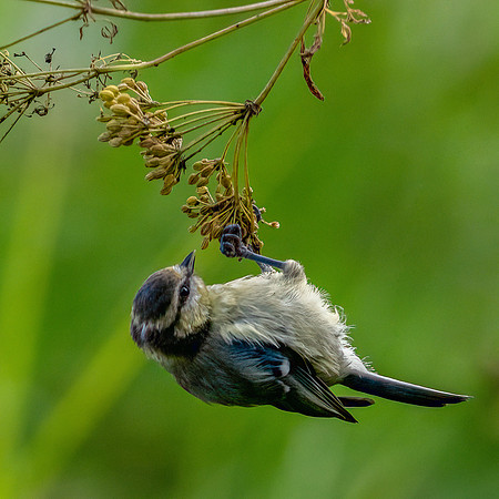 Blue Tit -1