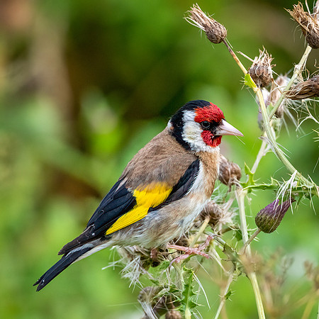 Gold Finch -2
