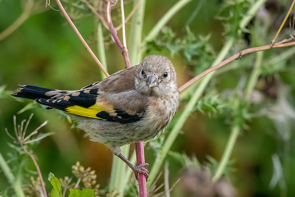 Gold Finch Immature