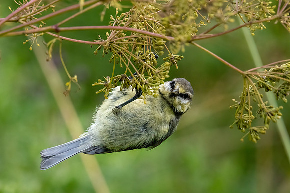 Blue Tit -4