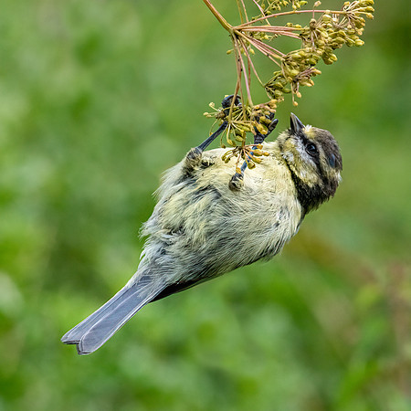Blue Tit -3