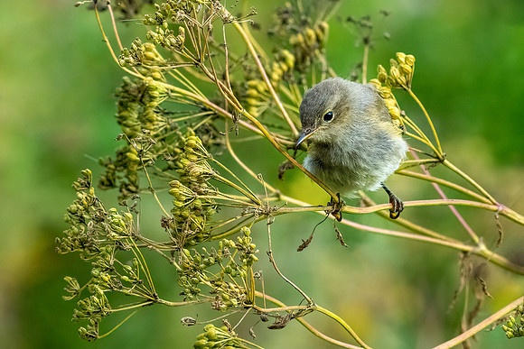 Reed Warbler -1
