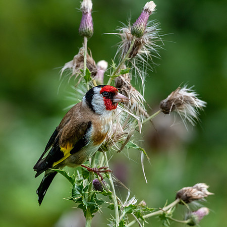 Gold Finch -1