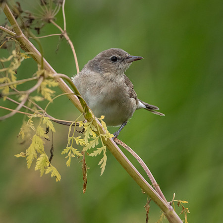 Reed Warbler -2