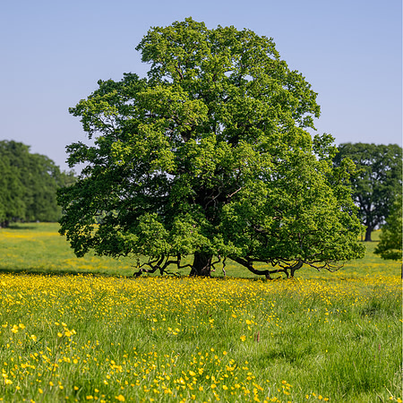 Stanway -3
