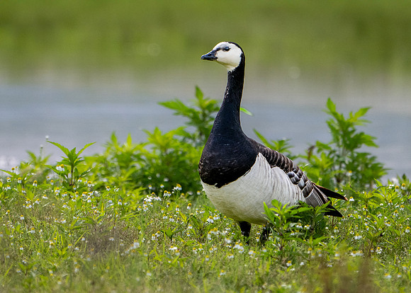 Barnacle Goose 010725