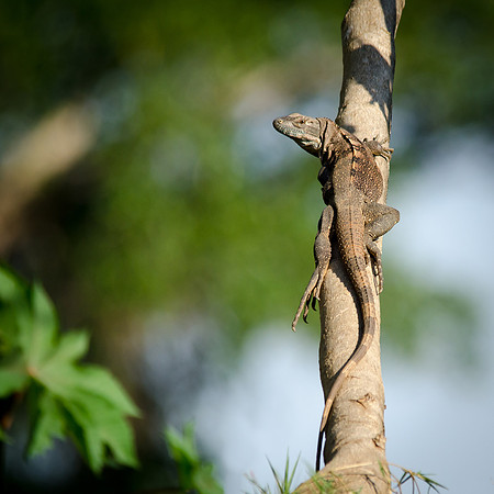 Green Iguana