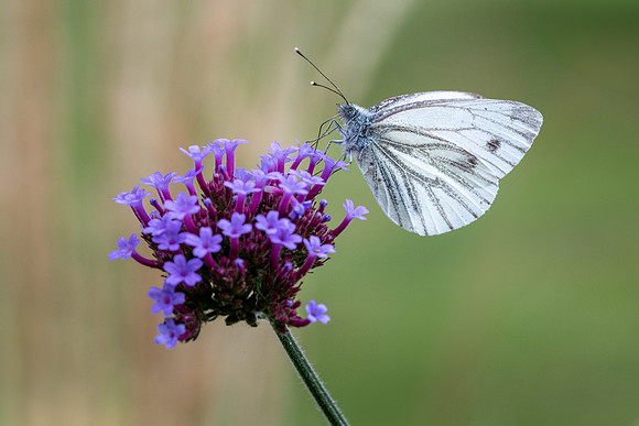 Green Veined White 260824