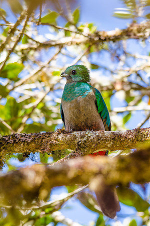 Respledent Quetzal Female