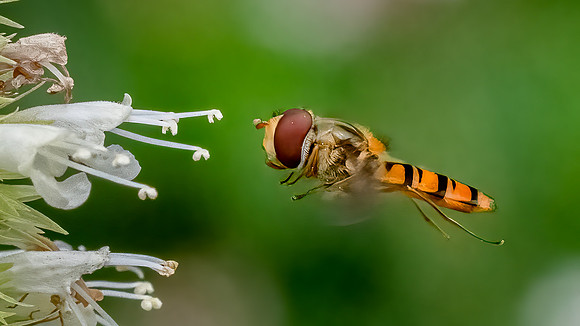Hoverfly 230622 -1