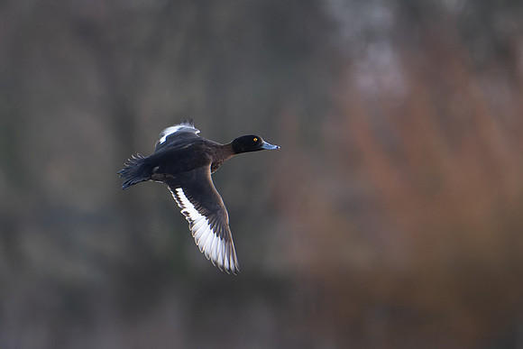 Tufted Duck 040525