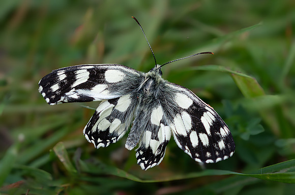 Marbled White Emerging 010724-1