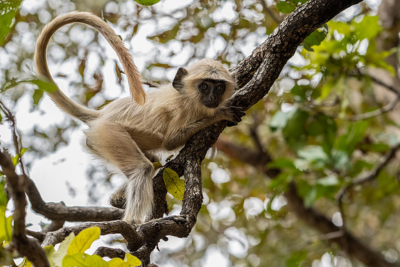 Langur Monkeys -3