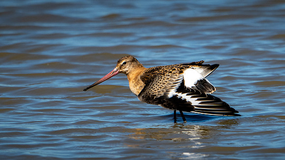 Black-tailed Godwit 170924-2